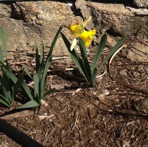 Sad lone daffodil